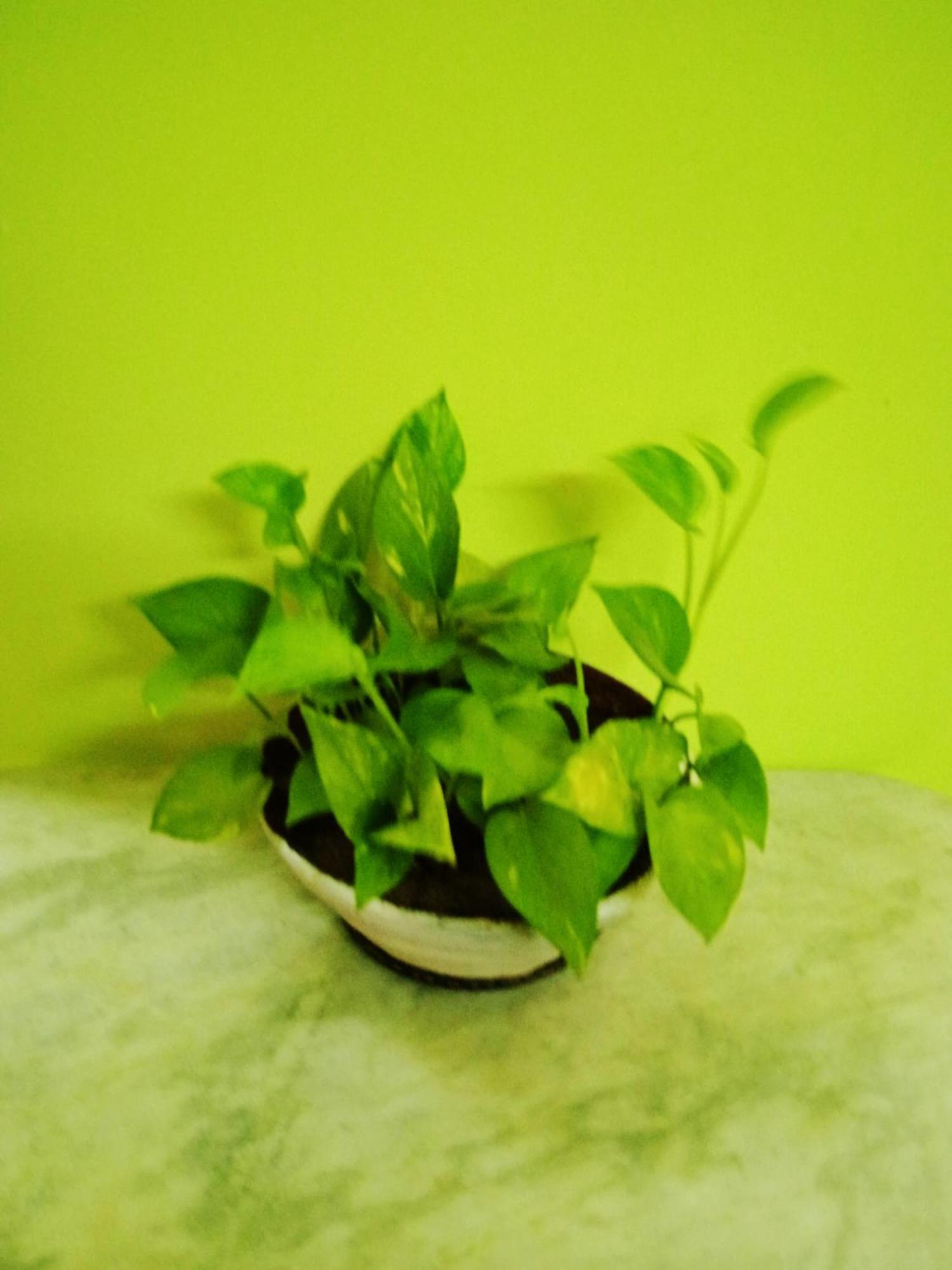 Bhoboghure Homestay Santiniketan Bolpur Eksteriør billede